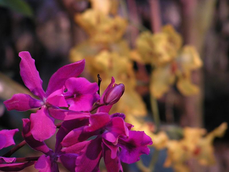 Orchidea.33.JPG